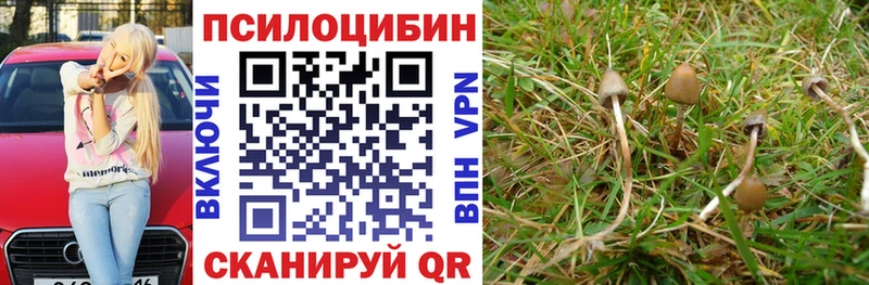 Галлюциногенные грибы Psilocybine cubensis где продают наркотики Порхов